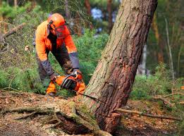 Best Arborist Consultation Services  in Park City, MT